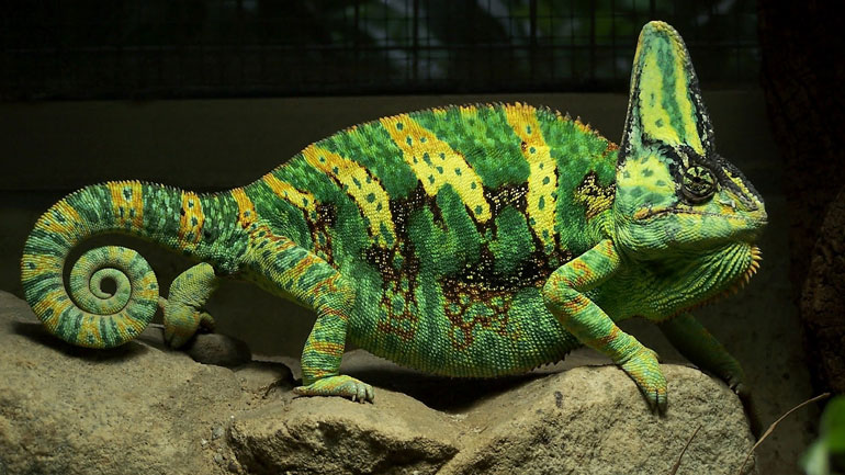 Αποκαλύφθηκε το μυστικό πώς οι χαμαιλέοντες αλλάζουν χρώματα